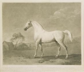 Mambrino, after George Stubbs, 1788 (mezzotint) | Obraz na stenu