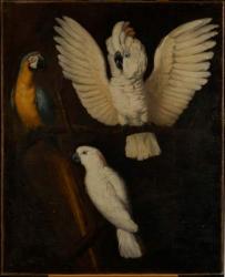 Parrots, c.1670 (oil on canvas) | Obraz na stenu