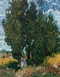 The cypresses, c.1889-90 (oil on canvas) | Obraz na stenu