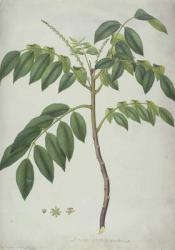 Brucea Antidysenterica, 1777 (w/c & b/c over graphite on vellum) | Obraz na stenu