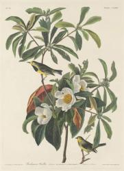 Bachman's Warbler, 1834 (coloured engraving) | Obraz na stenu
