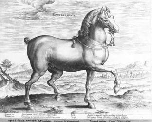 Equus Germanus (engraving) (b/w photo) | Obraz na stenu