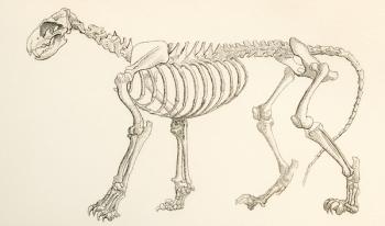 Skeleton of a lion, Panthera leo. From The National Encyclopaedia, published c.1890. | Obraz na stenu