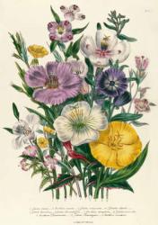 Godetia and Anothera, plate 8 from 'The Ladies' Flower Garden', published 1842 (colour litho) | Obraz na stenu