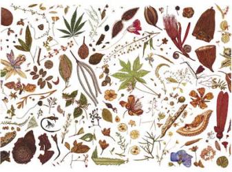 Herbarium Specimen Painting sheet 5, 2006-09 (w/c on paper) | Obraz na stenu