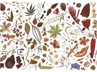 Herbarium Specimen Painting sheet 5, 2006-09 (w/c on paper) | Obraz na stenu