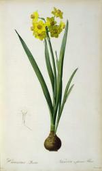 Narcissus Lazetta, from `'Plantae Selectae' by Christoph Jakob Trew (1695-1769), published 175-53 (coloured engraving) | Obraz na stenu