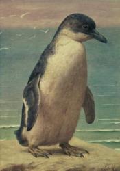 Study of a Penguin (w/c) | Obraz na stenu