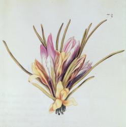 Saffron or Crocus, from 'La Guirlande de Julie', c.1642 (w/c on vellum) | Obraz na stenu