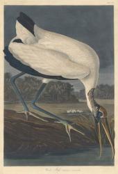 Wood Ibis, 1834 (coloured engraving) | Obraz na stenu