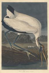 Wood Ibis, 1834 (coloured engraving) | Obraz na stenu