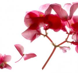 Begonia Pink VII (digital photogram, digital original print) | Obraz na stenu