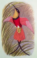 Humming Bird: Crimson Topaz, plate 23 from 'Cassell's Book of Birds', c.1870 | Obraz na stenu