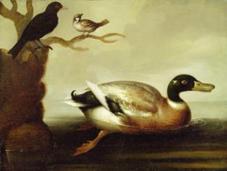 Mallard Duck and Other Birds, c.1700 (oil on canvas) | Obraz na stenu