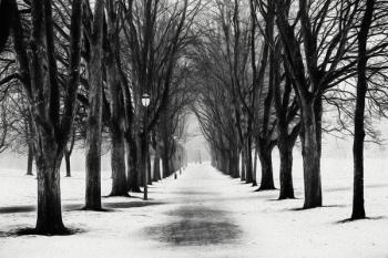 The Park, 2017, (Direct Print on Brushed Aluminium, BUTLERFINISH® Look) | Obraz na stenu