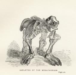 Skeleton of the Megatherium, from 'Journal of Researches' by Charles Darwin (1809-82) published London 1890 (litho) | Obraz na stenu