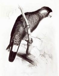Calyptorhynchus Baudinii, or Baudin's Cockatoo, 1832 (litho) (b/w photo) | Obraz na stenu