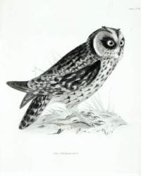 Owl, plate 3 from 'The Zoology of the Voyage of H.M.S Beagle, 1832-36' by Charles Darwin (litho) (b/w photo) | Obraz na stenu
