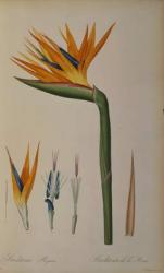 Strelitzia Reginae, from 'Les Strelitziacees' (colour litho) | Obraz na stenu