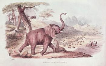 Hunting the Wild Elephant, illustration from 'Wild Sports of South Africa' by W.C. Harris, 1841 (engraving) | Obraz na stenu