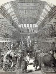 The Hunterian Museum, at the Royal College of Surgeons, from 'The Illustrated London News', 4th October 1845 (engraving) | Obraz na stenu