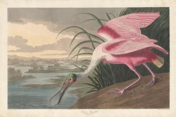 Roseate Spoonbill, 1836 (coloured engraving) | Obraz na stenu