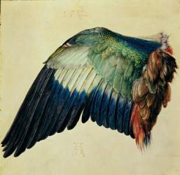 Wing of a Blue Roller, 1512 (w/c on vellum with gold) | Obraz na stenu