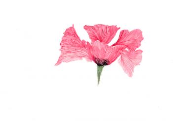 Poppy Petals, 2017 (watercolour) | Obraz na stenu