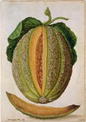 Melon, c.1568 (w/c on paper) | Obraz na stenu