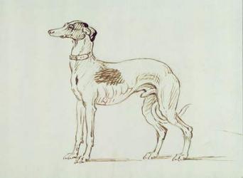 A Greyhound, Facing Left (pen & ink on paper) | Obraz na stenu