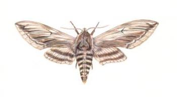 Privet Moth, 2005 (w/c on paper) | Obraz na stenu
