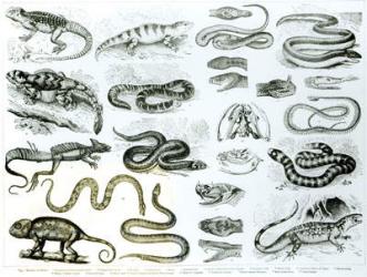Reptiles, Serpents and Lizards (litho) (b/w photo) | Obraz na stenu