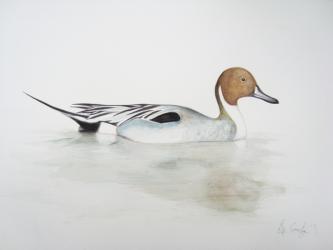 Pintail Duck, 2011 (watercolour paint and pencil) | Obraz na stenu