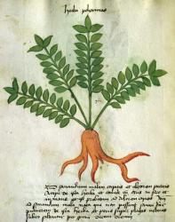 Ms 320 M Fol.31 Herba Poleximas, from 'Liber Herbarius una cum rationibus conficiendi medicamenta' by Orgione Rizzardo (vellum) | Obraz na stenu