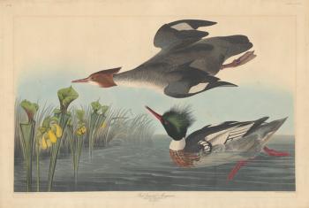 Red-breasted Merganser, 1838 (coloured engraving) | Obraz na stenu