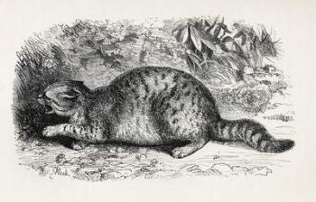 Cat savage and prepared to fight, from Charles Darwin's 'The Expression of the Emotions in Man and Animals', 1872 (litho) | Obraz na stenu