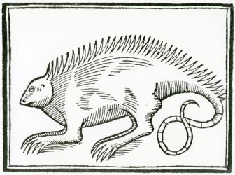 A Reptile found in the New World, from 'La historia general de las Indias', 1547 (woodcut) | Obraz na stenu