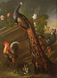 Peacock and Cockerels, 17th century | Obraz na stenu