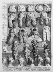 The Five Orders of Perriwigs, 1761 (engraving) | Obraz na stenu