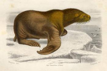 The Sea Lion, engraved by Paquien (coloured engraving) | Obraz na stenu