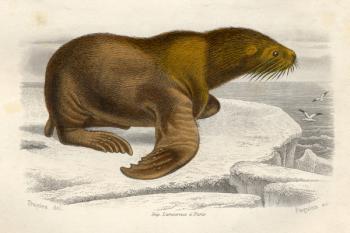 The Sea Lion, engraved by Paquien (coloured engraving) | Obraz na stenu