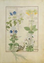 Ms Fr. Fv VI #1 fol.114 Top row: Blue Clematis or Crowfoot and Primula. Bottom row: Borage or Forget-me-not and Marguerita Daisy, illustration from 'The Book of Simple Medicines' by Matthaeus Platearius (d.c.1161) c.1470 (vellum) | Obraz na stenu