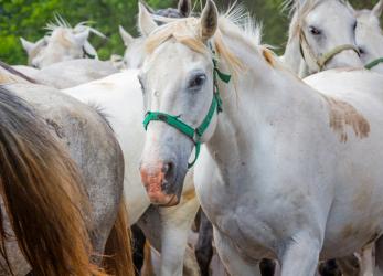Lipica, near Sezana, Slovenian Littoral, Slovenia. Lipizanner or Lipizan horses at the Lipica Stud Farm. | Obraz na stenu