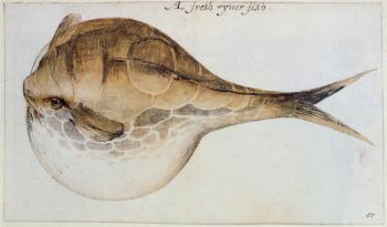 Puffer (lithograph) | Obraz na stenu