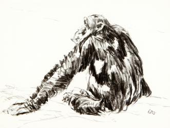 Chimpanzee, 2015 (charcoal) | Obraz na stenu