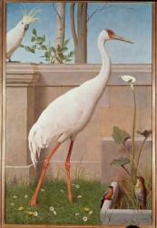 Indian Crane, Cockatoo, Bullfinch and Thrush | Obraz na stenu