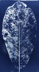 Magnolia leaf skeleton, 2013 (cyanotype) | Obraz na stenu