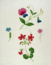 An illustration from 'A New Treatise on Flower Painting, or, Every Lady Her Own Drawing Master', 1816 (colour printed stipple engraving with hand colouring) | Obraz na stenu