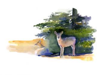 Two Deer, 2014, (watercolor) | Obraz na stenu