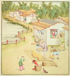 Chinese Peasants Sifting Rice (colour litho) | Obraz na stenu